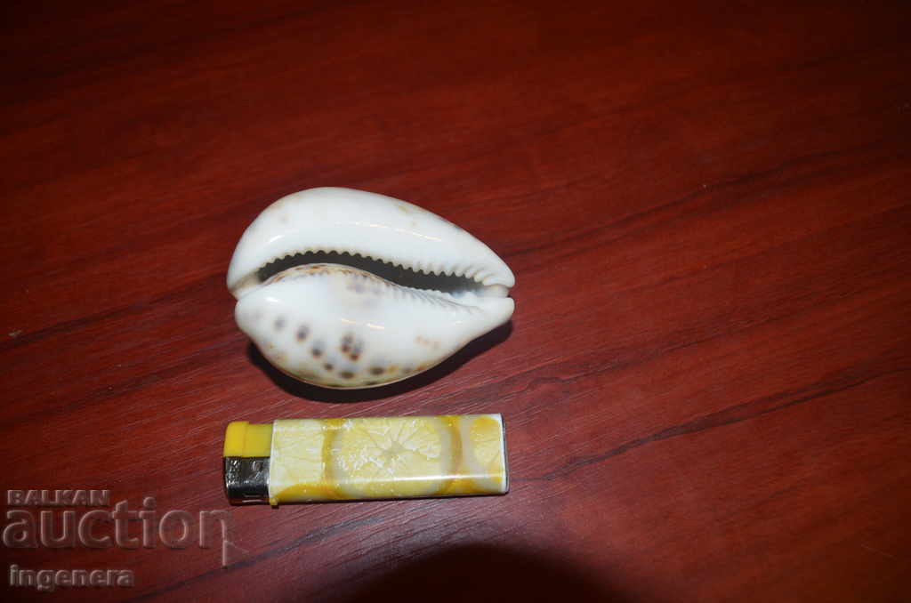 SHELL, TIGER COWRY Cypraea Tigris 82mm with price 11.00 BGN | € 5.62 SHELL, TIGER COWRY Cypraea Tigris 82mm with price 11.00 BGN | € 5.62