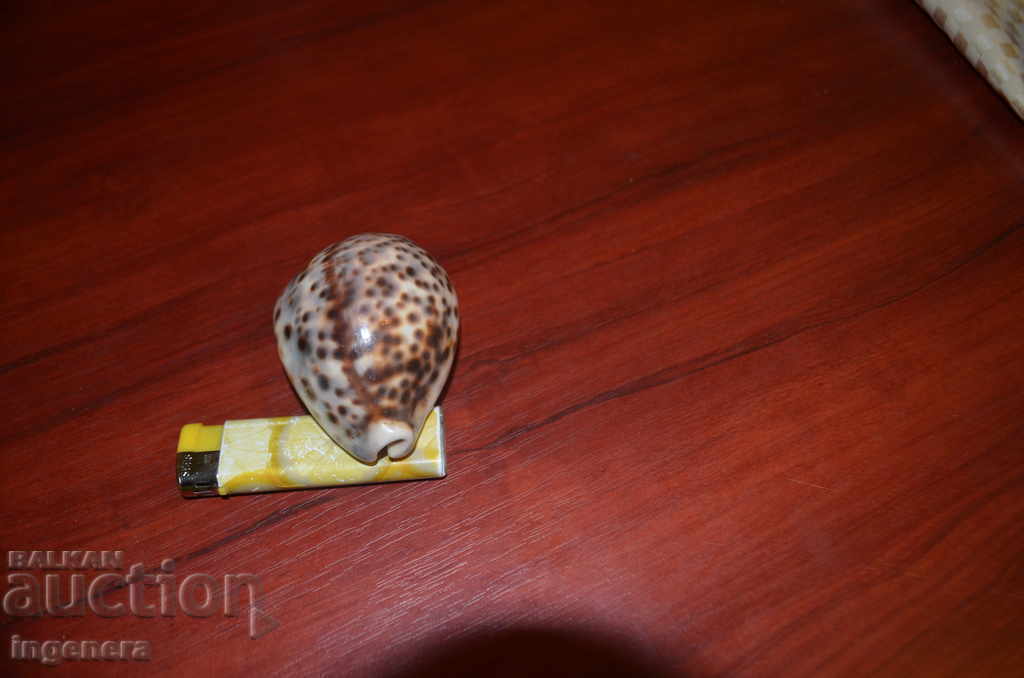 Auction SHELL, TIGER COWRY Cypraea Tigris 82mm Auction SHELL, TIGER COWRY Cypraea Tigris 82mm