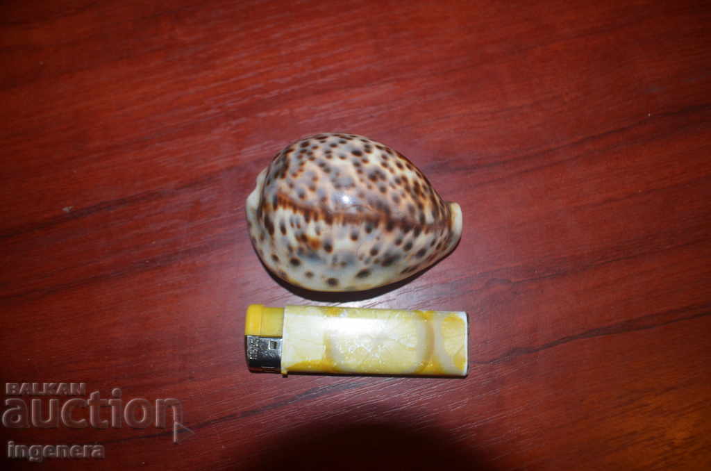 SHELL, TIGER COWRY Cypraea Tigris 82mm SHELL, TIGER COWRY Cypraea Tigris 82mm