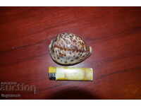 COCHILIE, MELC Cypraea Tigris 82mm