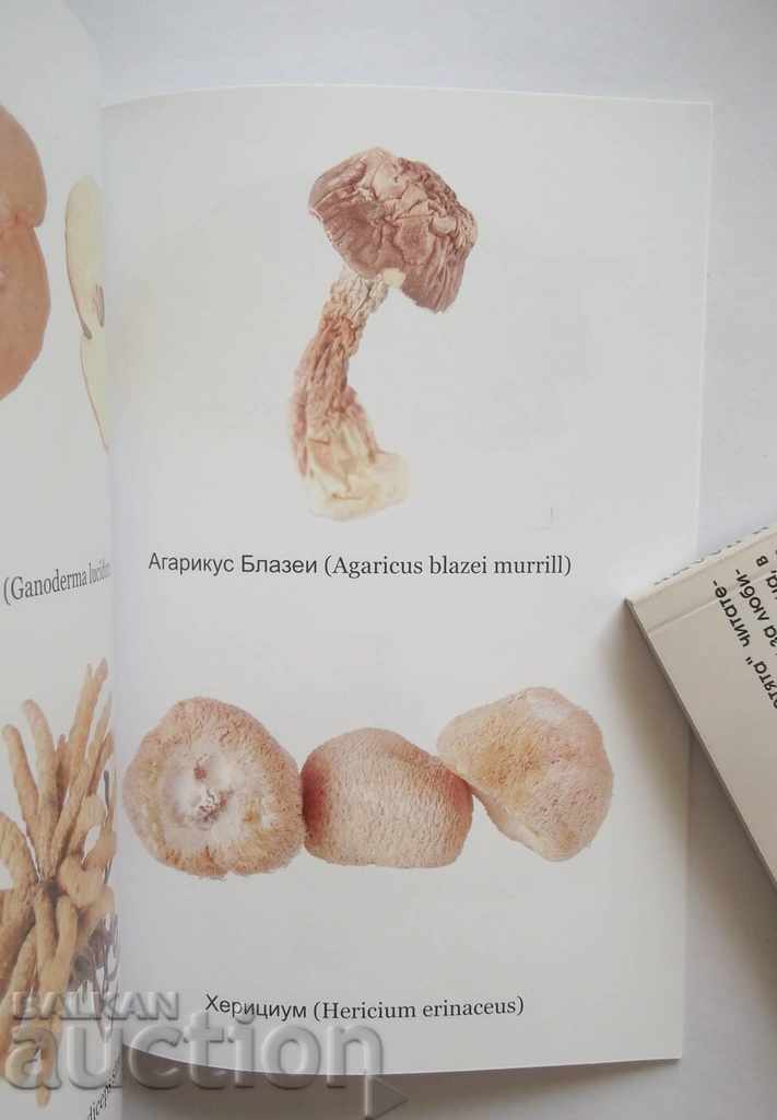 Healing mushrooms against cancer and other diseases Геогри Георгиев with price 8.00 BGN | € 4.09 Healing mushrooms against cancer and other diseases Геогри Георгиев with price 8.00 BGN | € 4.09