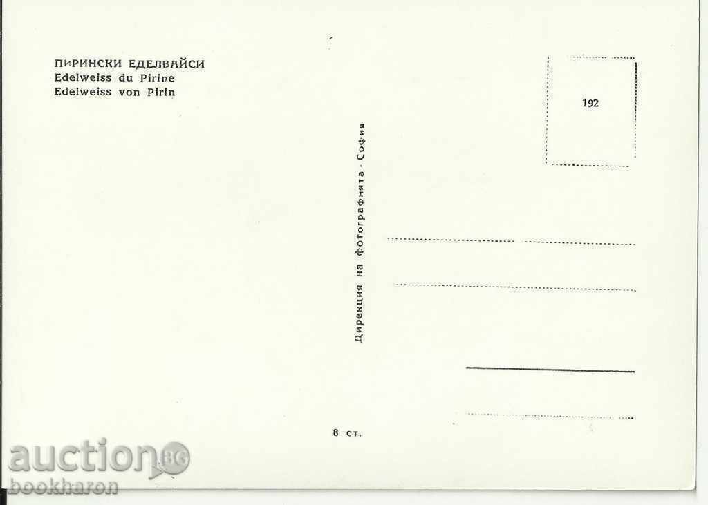 Картичка, еделвайси с цена 2.00 лв. | € 1.02 Картичка, еделвайси с цена 2.00 лв. | € 1.02