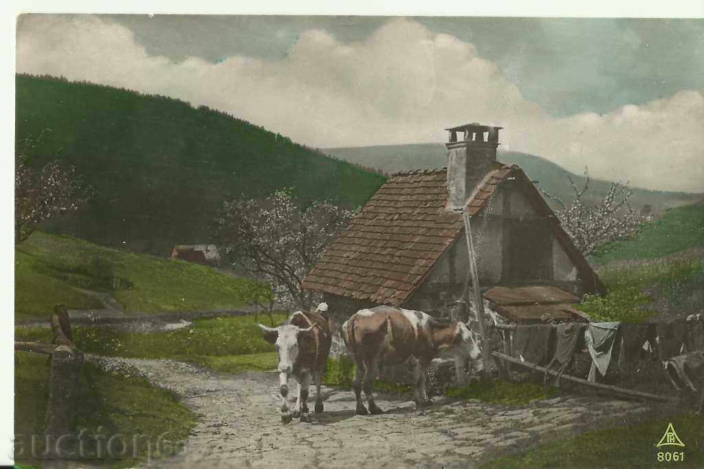 Стара картичка, швейцарски крави :)