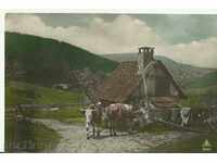 Παλιά καρτ ποστάλ της Ελβετίας αγελάδες :)