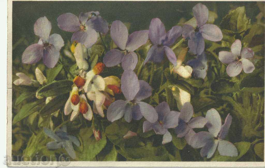 Стара картичка, цветя