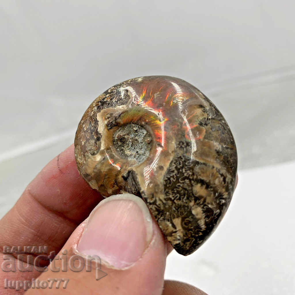 fossil ammonite natural marine opalised with price 59.99 BGN | € 30.67 fossil ammonite natural marine opalised with price 59.99 BGN | € 30.67