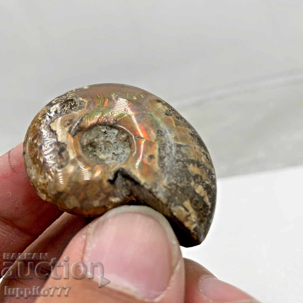 Auction fossil ammonite natural marine opalised Auction fossil ammonite natural marine opalised