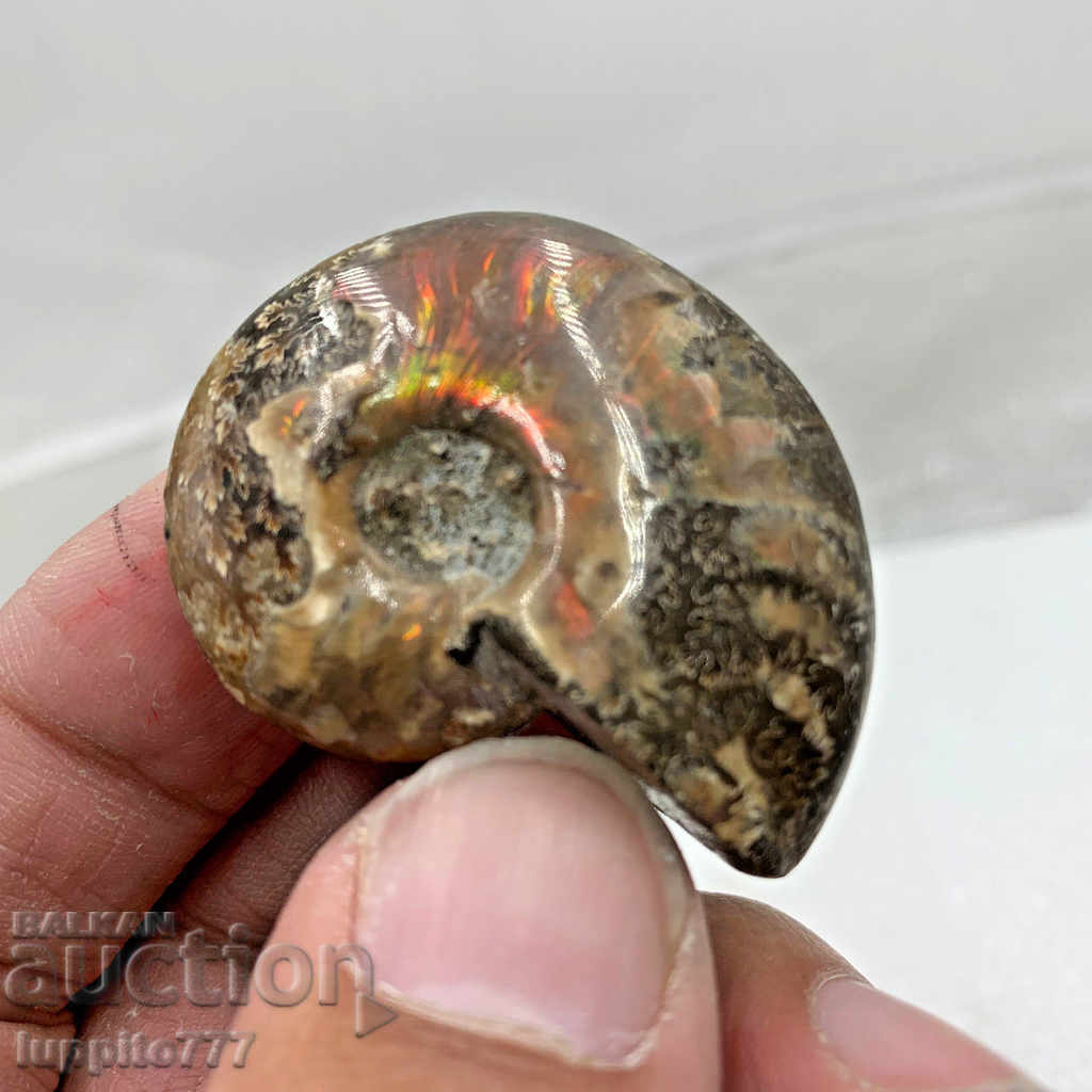 Delivery of fossil ammonite natural marine opalised Delivery of fossil ammonite natural marine opalised