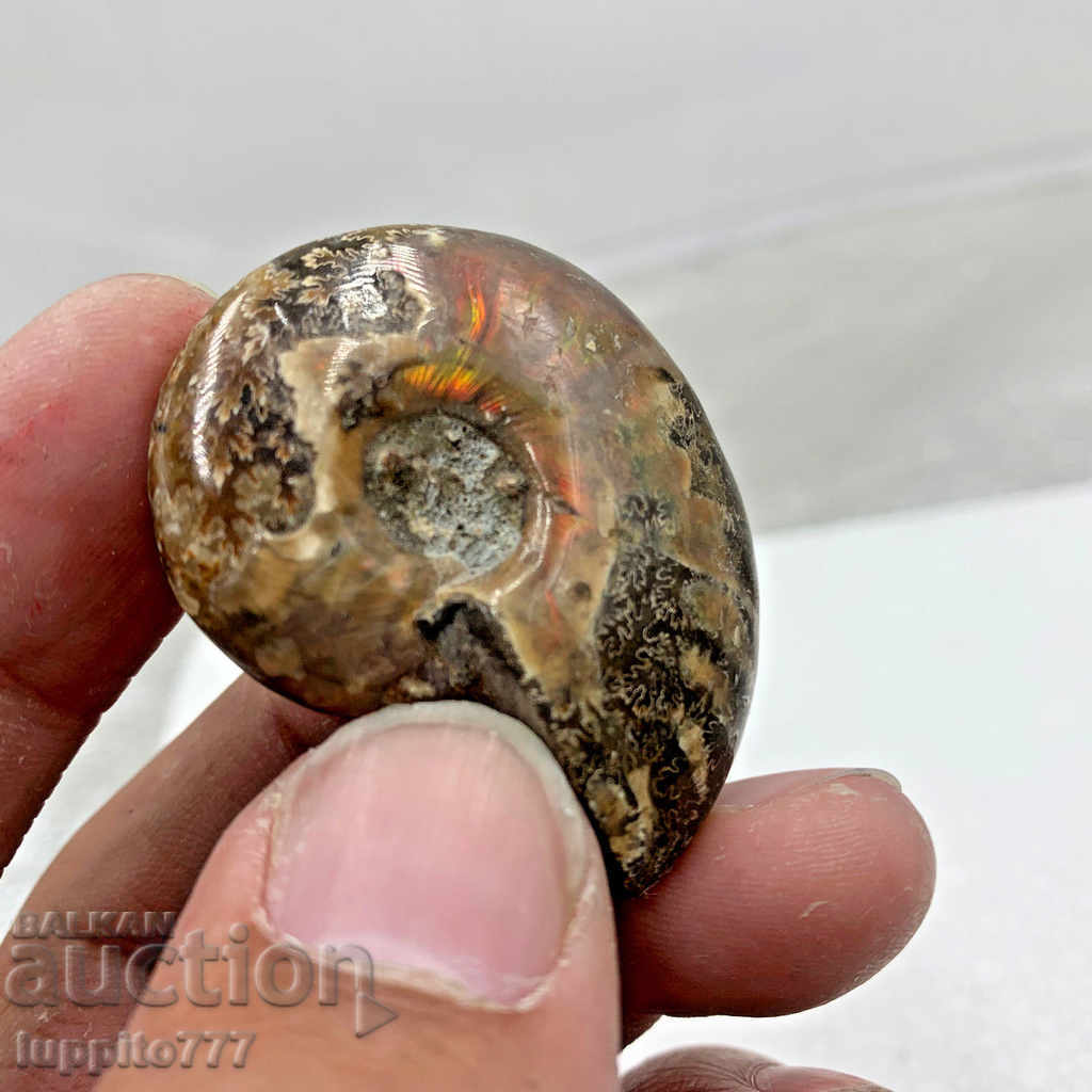 fossil ammonite natural marine opalised - 5 fossil ammonite natural marine opalised - 5