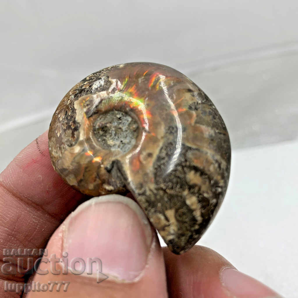 fossil ammonite natural marine opalised - 6 fossil ammonite natural marine opalised - 6
