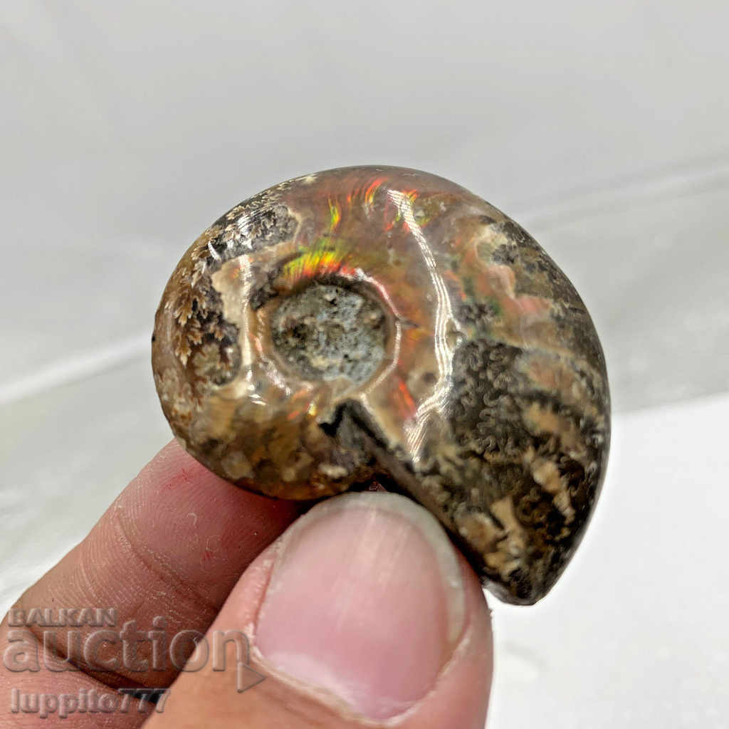 fossil ammonite natural marine opalised - 7 fossil ammonite natural marine opalised - 7