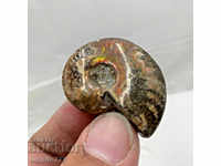 fossil ammonite natural marine opalised