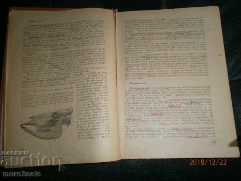 PROF. ΤΣΕΝΚΟ ΓΙΓΟΒΟ - ΑΝΑΤΟΜΙΑ ΕΣΩΤΕΡΙΚΩΝ ΖΩΩΝ - ΤΟΜΟΣ 1 - 5 PROF. ΤΣΕΝΚΟ ΓΙΓΟΒΟ - ΑΝΑΤΟΜΙΑ ΕΣΩΤΕΡΙΚΩΝ ΖΩΩΝ - ΤΟΜΟΣ 1 - 5