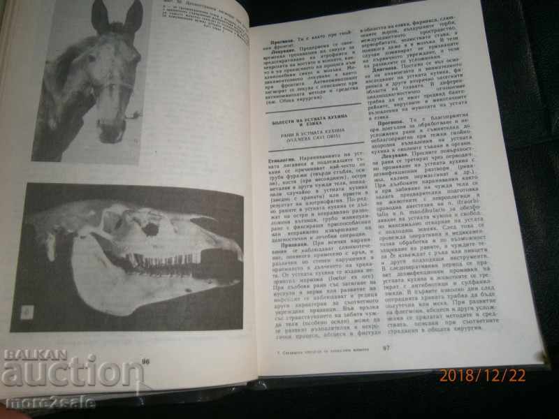 PROF. DR KOYCHEV - ΕΙΔΙΚΗ ΧΕΙΡΟΥΡΓΙΚΗ ΕΣΩΤΕΡΙΚΩΝ ΖΩΩΝ - 5 PROF. DR KOYCHEV - ΕΙΔΙΚΗ ΧΕΙΡΟΥΡΓΙΚΗ ΕΣΩΤΕΡΙΚΩΝ ΖΩΩΝ - 5