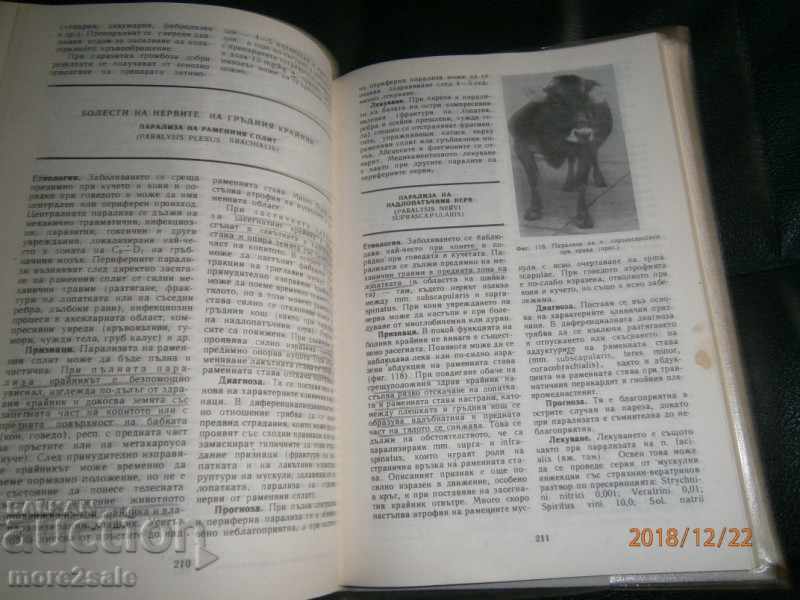 PROF. DR KOYCHEV - ΕΙΔΙΚΗ ΧΕΙΡΟΥΡΓΙΚΗ ΕΣΩΤΕΡΙΚΩΝ ΖΩΩΝ - 6 PROF. DR KOYCHEV - ΕΙΔΙΚΗ ΧΕΙΡΟΥΡΓΙΚΗ ΕΣΩΤΕΡΙΚΩΝ ΖΩΩΝ - 6