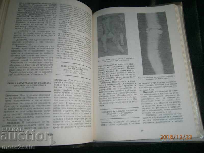 PROF. DR KOYCHEV - ΕΙΔΙΚΗ ΧΕΙΡΟΥΡΓΙΚΗ ΕΣΩΤΕΡΙΚΩΝ ΖΩΩΝ - 7 PROF. DR KOYCHEV - ΕΙΔΙΚΗ ΧΕΙΡΟΥΡΓΙΚΗ ΕΣΩΤΕΡΙΚΩΝ ΖΩΩΝ - 7