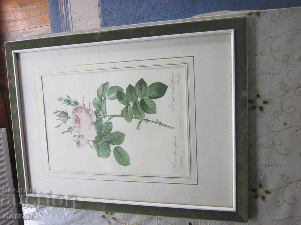 Old picture graphic Rosa Bifera Officialis with price 120.00 BGN | € 61.36