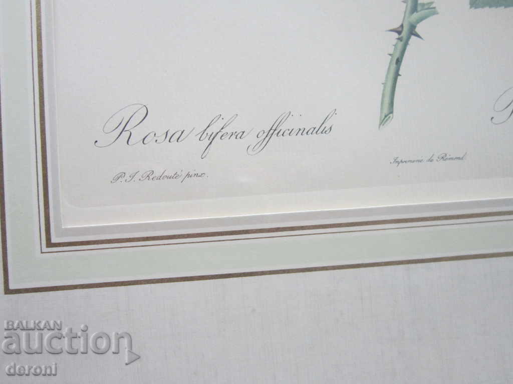 Auction  Old picture graphic Rosa Bifera Officialis
