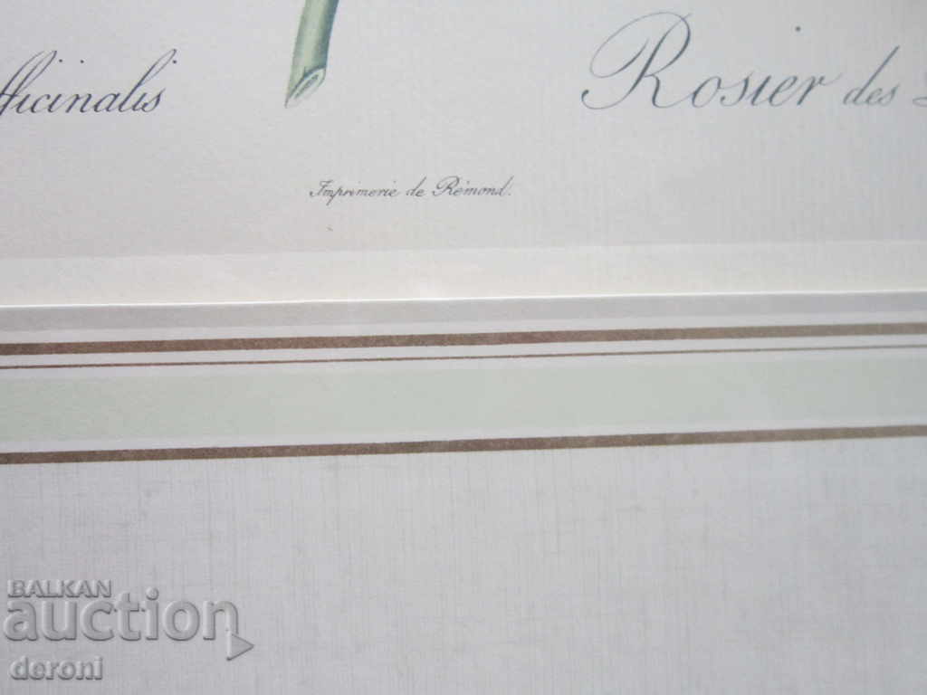 Delivery of Old picture graphic Rosa Bifera Officialis