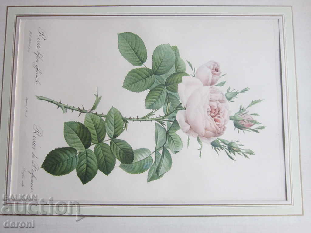 Old picture graphic Rosa Bifera Officialis - 7