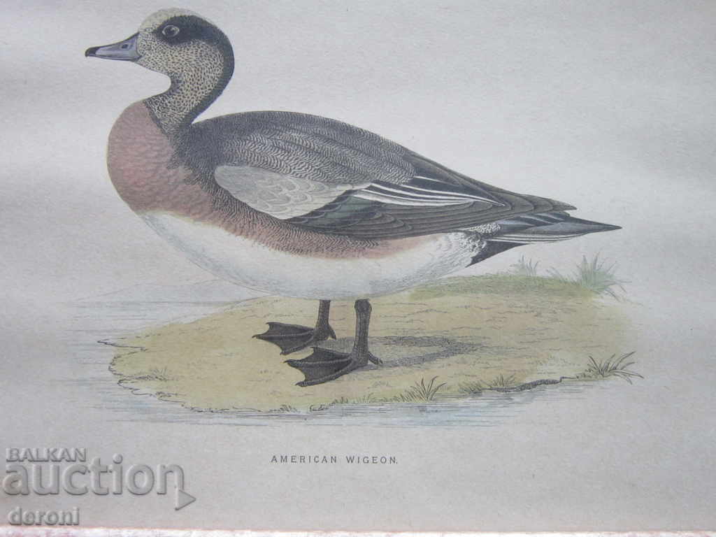 Old picture chart American Wiceron with price 120.00 BGN | € 61.36 Old picture chart American Wiceron with price 120.00 BGN | € 61.36