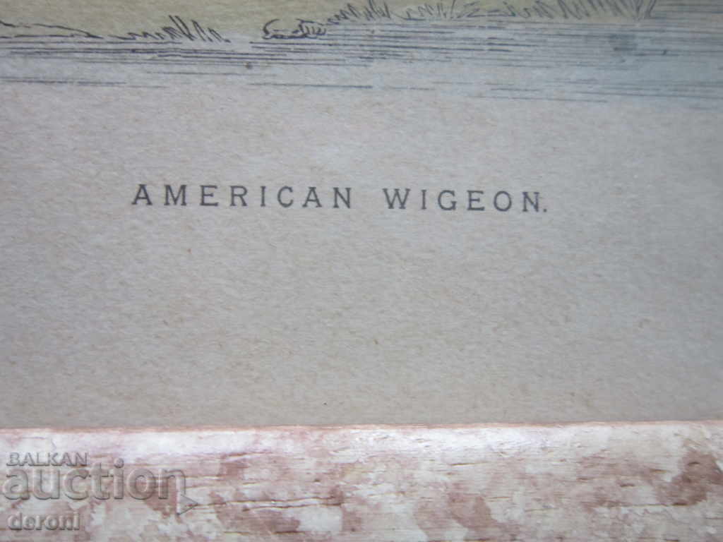 Auction Old picture chart American Wiceron Auction Old picture chart American Wiceron