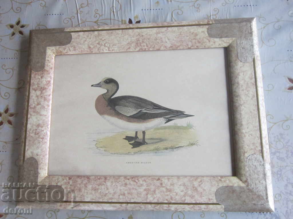 Old picture chart American Wiceron - 7 Old picture chart American Wiceron - 7