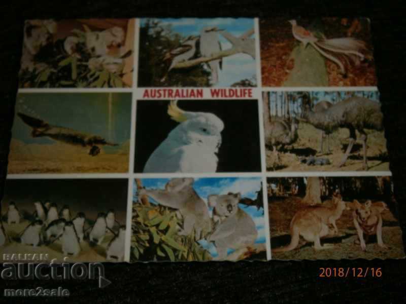 Postcard - THE WILD BIRDS OF AUSTRALIA TRAVELED 1970