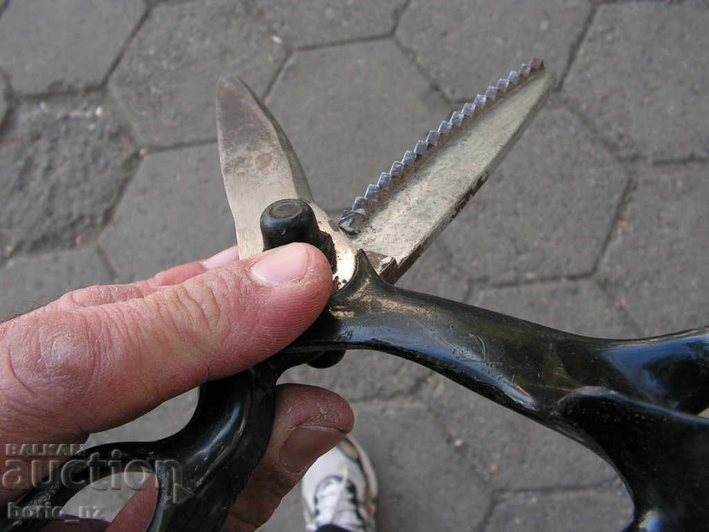 9650. STARA CUT BABY - 6 9650. STARA CUT BABY - 6