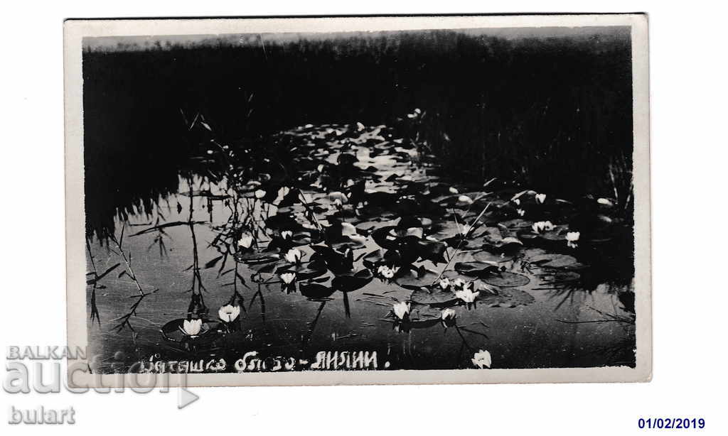 Postcard Batasho swamp Lilies PC