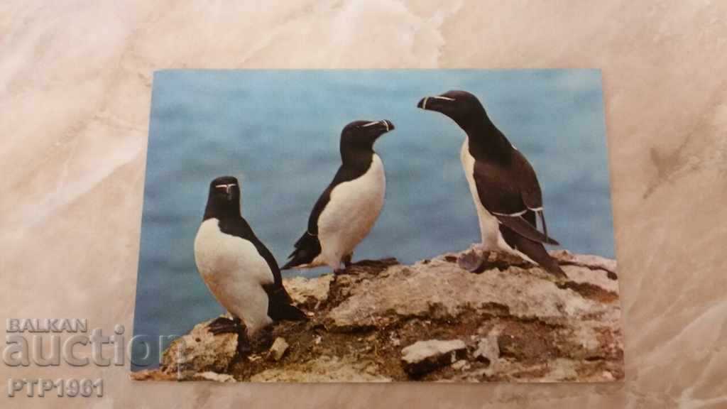 πουλιά πουλιά