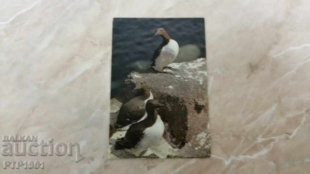 πουλιά