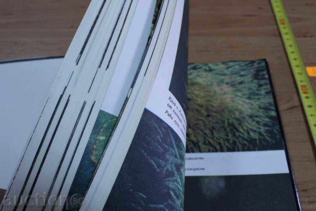 OCTOPUS BOOK OCTOPUS MARINE FLORA AND FAUNA with price 7.00 BGN | € 3.58 OCTOPUS BOOK OCTOPUS MARINE FLORA AND FAUNA with price 7.00 BGN | € 3.58