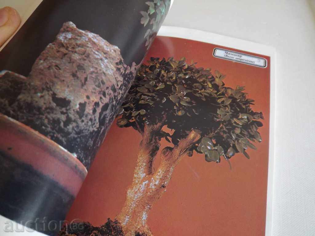 BONSAI with price 9.00 BGN | € 4.60