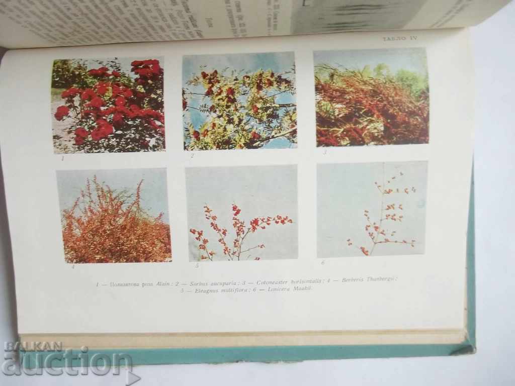 Delivery of Decorative Dendrology - Atanas Ganchev 1962 Delivery of Decorative Dendrology - Atanas Ganchev 1962