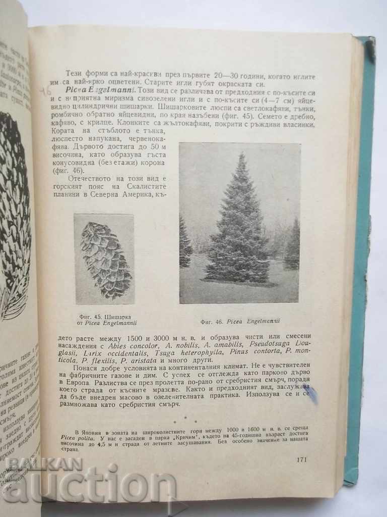 Decorative Dendrology - Atanas Ganchev 1962 - 5 Decorative Dendrology - Atanas Ganchev 1962 - 5