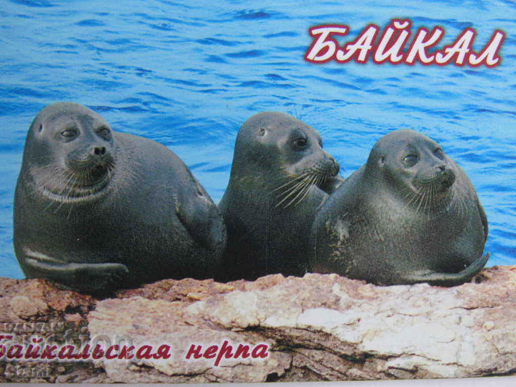 Αυθεντικός μαγνήτης από τη λίμνη Baikal, σειρά Ρωσίας-30 με τιμή 7.20 BGN | € 3.68