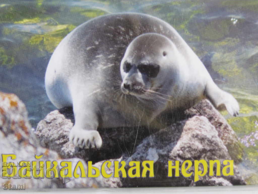 Authentic magnet from Lake Baikal, Russia-34 series - 5 Authentic magnet from Lake Baikal, Russia-34 series - 5