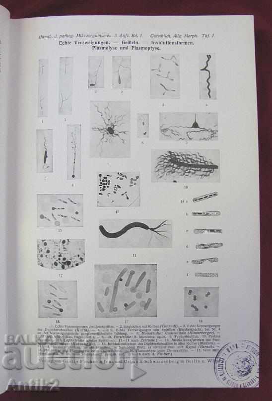 Auction  1929 Medical Book Volume 1 Berlin