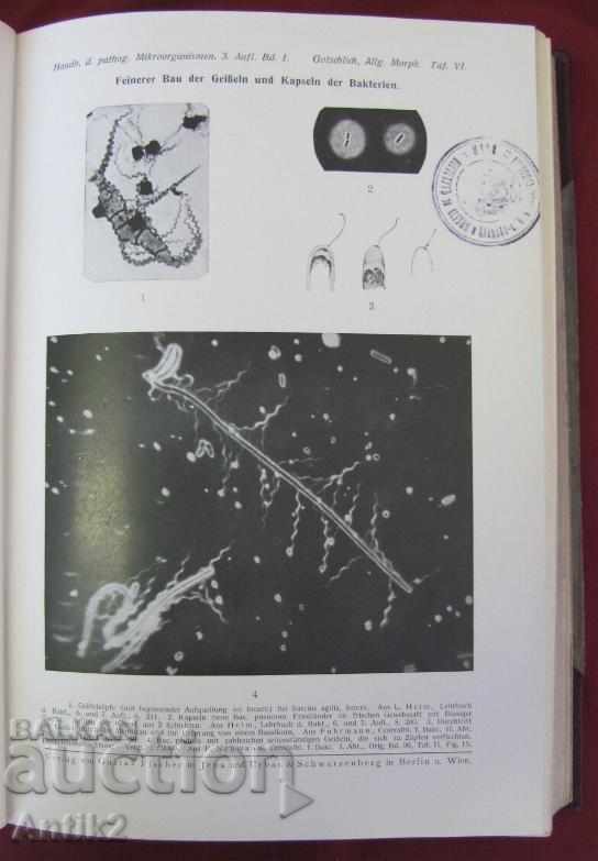 1929 Medical Book Volume 1 Berlin - 5