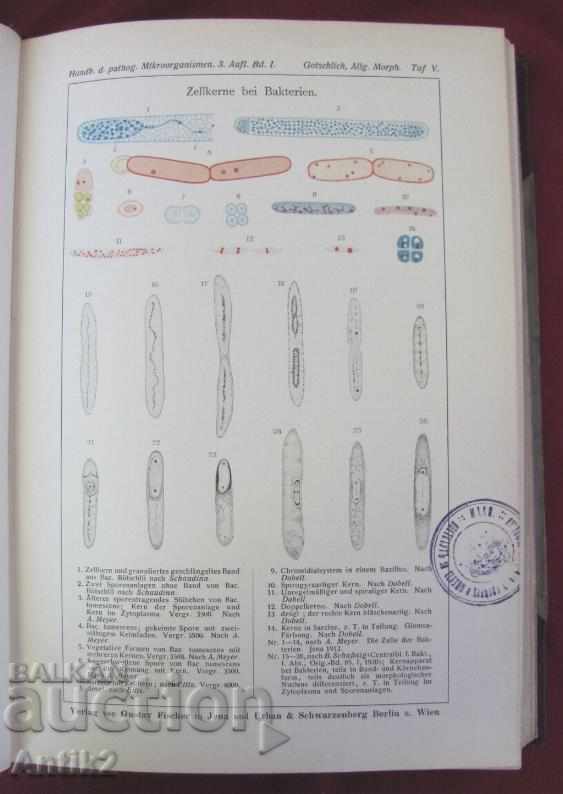 1929 Medical Book Volume 1 Berlin - 6