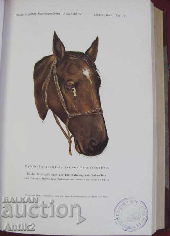 Delivery of 1929 Medical Book Volume 6-1 Berlin Delivery of 1929 Medical Book Volume 6-1 Berlin