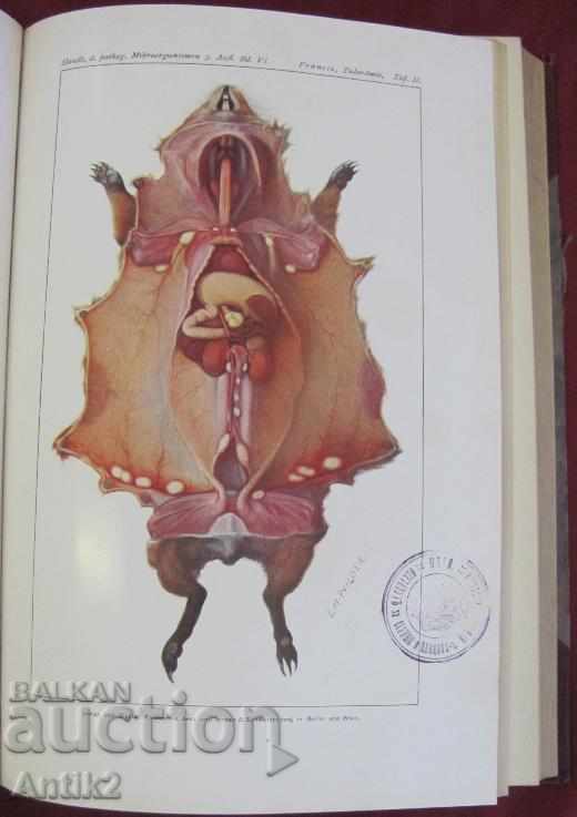 1929 Medical Book Volume 6-1 Berlin - 5 1929 Medical Book Volume 6-1 Berlin - 5