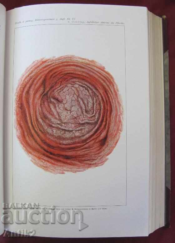 Auction  1929 Medical Book Volume 6-2 Berlin