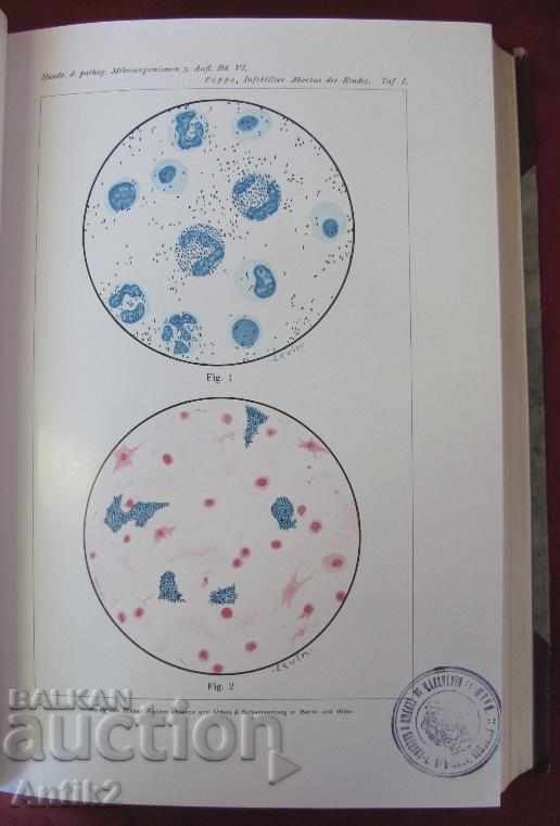 1929 Medical Book Volume 6-2 Berlin - 5