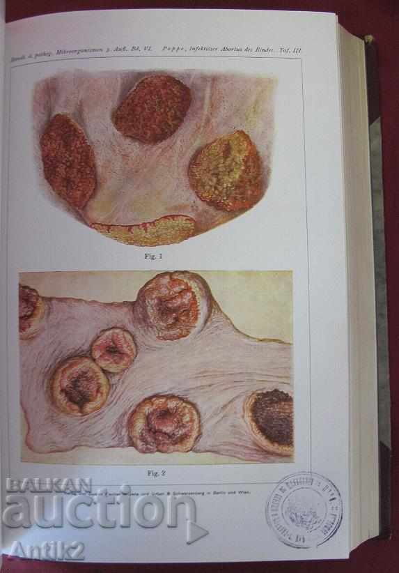 1929 Medical Book Volume 6-2 Berlin - 6