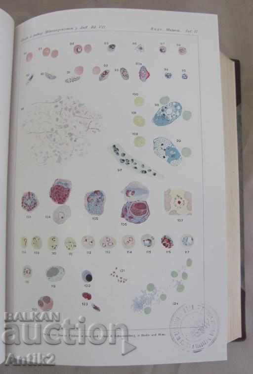 1930 Ιατρικό βιβλίο τόμος 7-2 Βερολίνο - 6 1930 Ιατρικό βιβλίο τόμος 7-2 Βερολίνο - 6