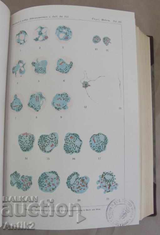 1930 Ιατρικό βιβλίο τόμος 7-2 Βερολίνο - 7 1930 Ιατρικό βιβλίο τόμος 7-2 Βερολίνο - 7