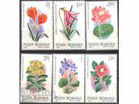 Florile pure Flora Flori 1980 din România