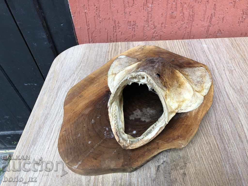 9916. REPLACED HEAD OF HEAD with price 25.00 BGN | € 12.78 9916. REPLACED HEAD OF HEAD with price 25.00 BGN | € 12.78